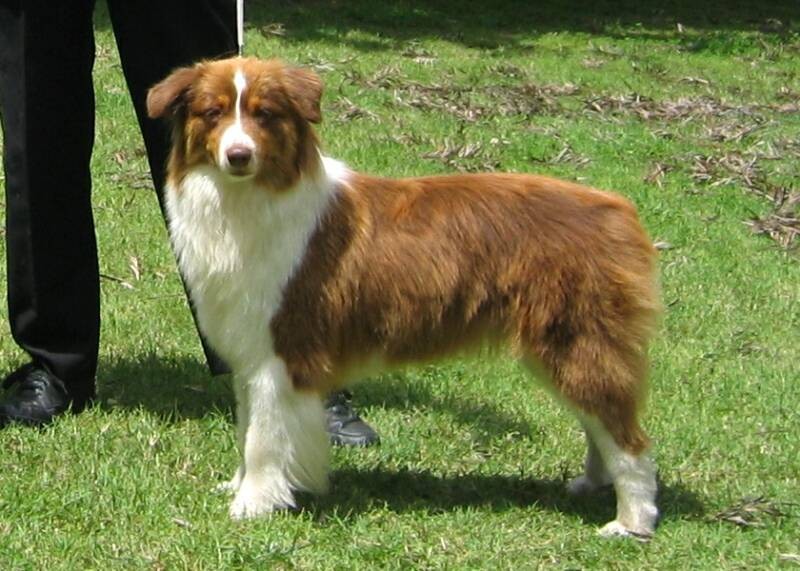 Australian Shepherd - Amy