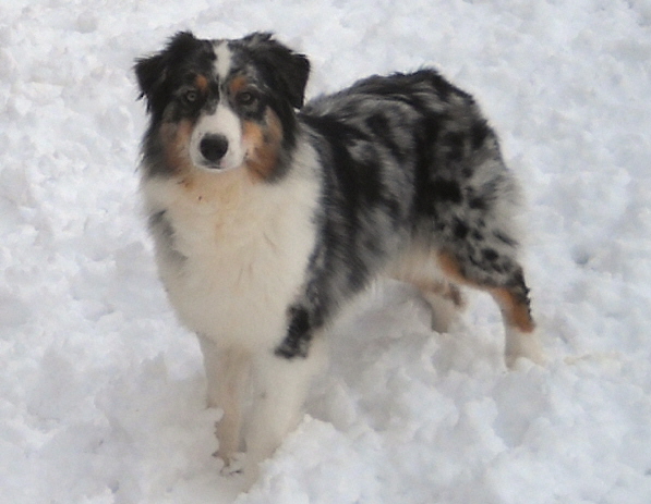 Australian Shepherd - Summer