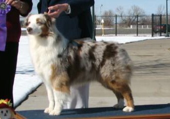 Australian Shepherd - Tory