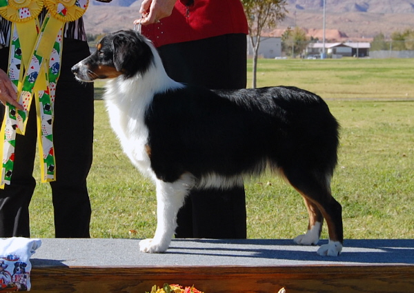 Australian Shepherd - Trish