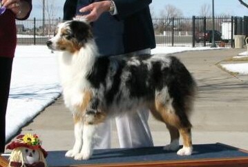 Australian Shepherd - Trouble