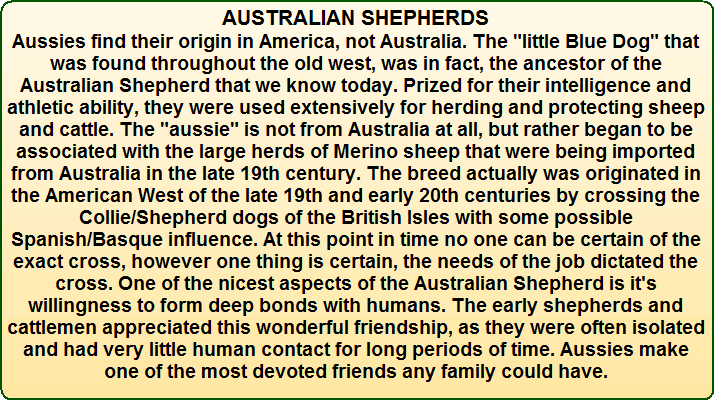 Australian Shepherd Information