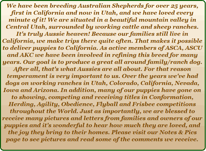 We have been breeding Australian Shepherds as family/ranch dogs for many years
