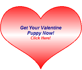 See New Puppies!
