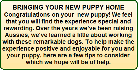 Bringing Your New Puppy Home