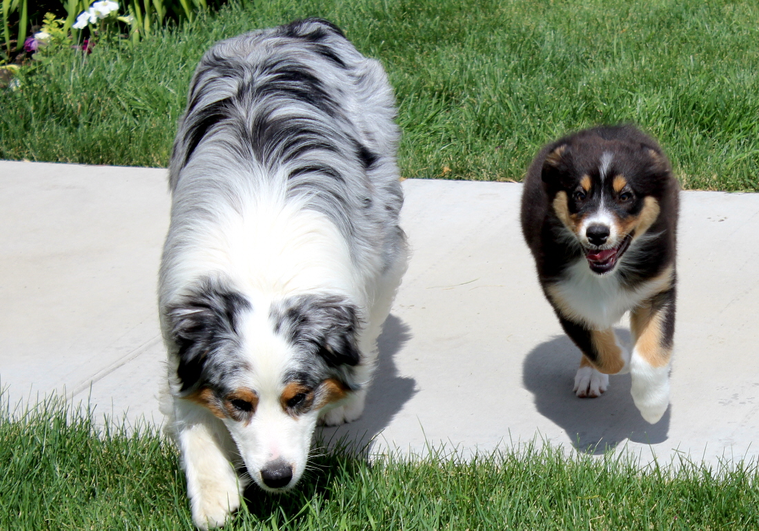 Cahaba australian best sale shepherds
